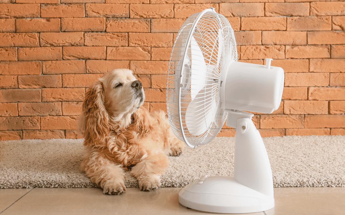 Cost-Effective Ways to Keep Your New Mexico Home Cool This Summer
